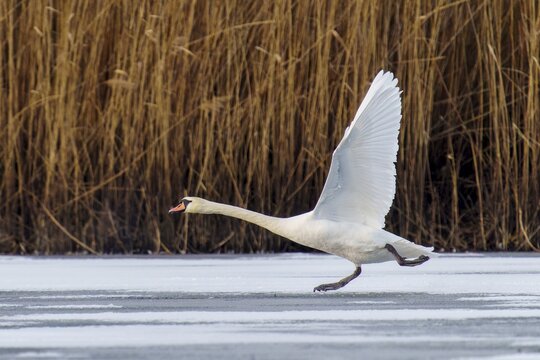 Mute swan (Cygnus olor), wildlife, Germany, A swan lands gracefully on a frozen stretch of water in front of some reeds