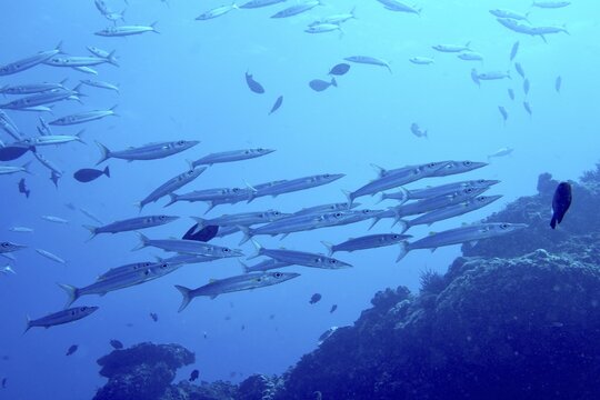 A school of silvery fish, big-eyed barracuda (Sphyraena forsteri), swims above a coral reef in clear, blue water at the Toyapakeh dive site, Nusa Ceningan, Nusa Penida, Bali, Indonesia