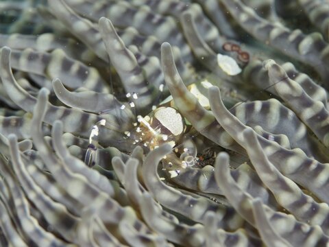 Transparent cancer, peacock-eyed anemone shrimp (Ancylocaris brevicarpalis), in a grey sea anemone, demonstrating adaptation to its surroundings, dive site: Puri Jati, Umeanyar, Bali, Indonesia