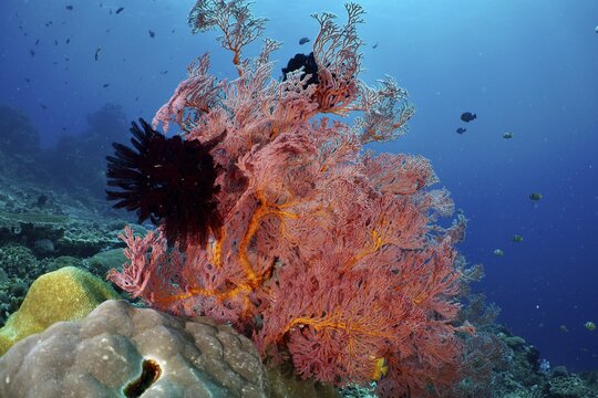 Red fan coral (Melithaea ochracea) underwater in the blue sea, the atmosphere is calm and fascinating. Dive site: Crystal Bay, Nusa Ceningan, Nusa Penida, Bali, Indonesia