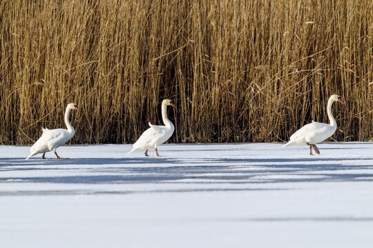 Mute swan (Cygnus olor), wildlife, Germany, three swans wade in single file across the frozen surface, flanked by reeds