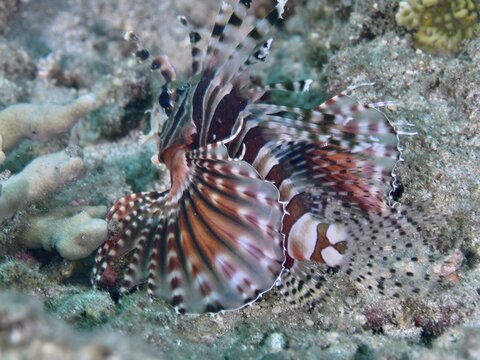 A zebra dwarf firefish (Dendrochirus zebra) with its fins spread out, resting on the sandy seabed, Twin Reef dive site, Penyapangan, Bali, Indonesia