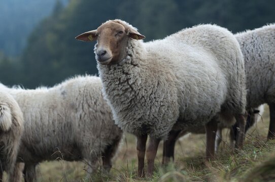 Artiodactyla, Coburg fox sheep, domestic sheep, even-toed ungulate, domestic sheep, Ovis Gmelini aries sspec.4, cloven-hoofed, domesticated animals, extensive grazing, pet, mammals, sheep, sheep, mammals, wild pastures