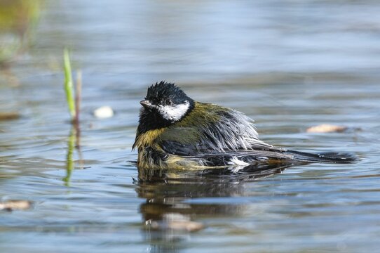 Great tit, great tit, parus major, bath, bird bath, birds, tit, passeri, songbirds, songbirds, tits, potions, birdbath, birds, watering place