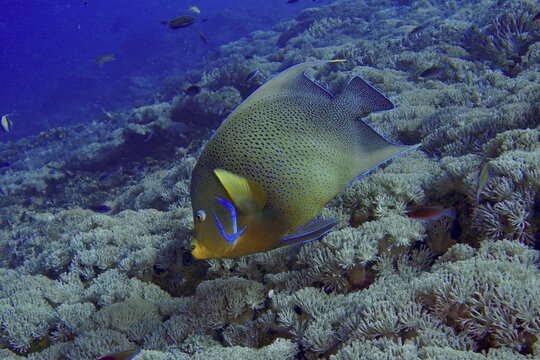 A yellow and blue tropical fish, the Koran angelfish (Pomacanthus semicirculatus), swims above a coral reef in the sea at the Toyapakeh dive site, Nusa Ceningan, Nusa Penida, Bali, Indonesia