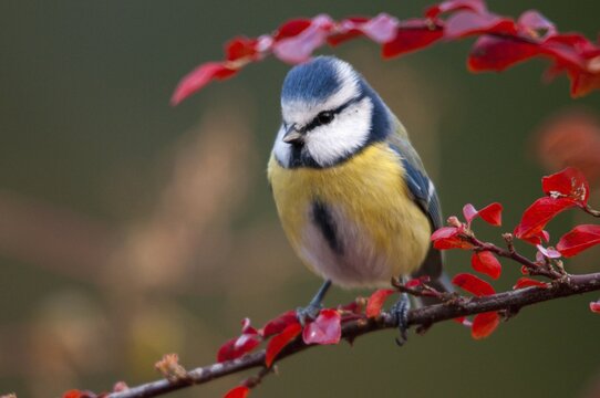 Blue tit, parus caeruleus, autumn, birds, autumn, tits, passeri, songbirds, songbirds, tits, birds