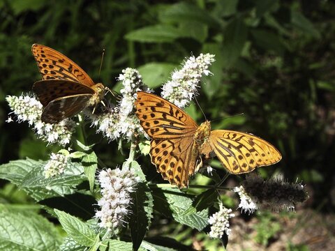 Two orange butterflies, the Emperor (Argynnis paphia), one of which has a badly damaged wing, on white flowers in a green, natural setting, H&uuml;ttchopf, T&ouml;sstal, Canton of Zurich, Switzerland