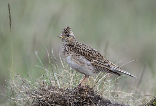 2010, Alauda Arvensis, Brandenburg, skylark, Germany, Nabu, national natural heritage, natural paradise Gr&uuml;nhaus, Skylark, post-mining landscape, birds, greenhouse, passeri, songbirds, birds