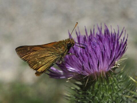A brown butterfly, the Large skipper (Ochlodes sylvanus), is feeding on nectar from a purple flower, H&uuml;ttchopf, T&ouml;sstal, Canton of Zurich, Switzerland