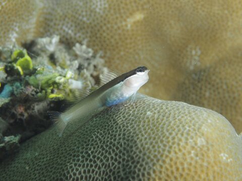 A small blenny, the Banda crested blenny (Ecsenius bandanus), is perched on a piece of coral in the ocean at the Prapat dive site, Penyapangan, Bali, Indonesia