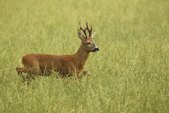 Roe deer (Capreolus capreolus) &ndash; a strong roebuck strides across the meadow after a thunderstorm during the rutting season, Allg&auml;u, Bavaria, Germany, Allg&auml;u, Bavaria, Germany