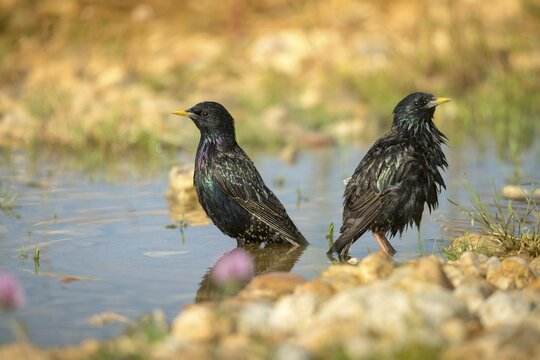 Star, Starling, Sturnus Vulgaris, Bath, Bird Bath, Birds, Passeri, Songbirds, Potion, Birdbath, Birds, Watering Place