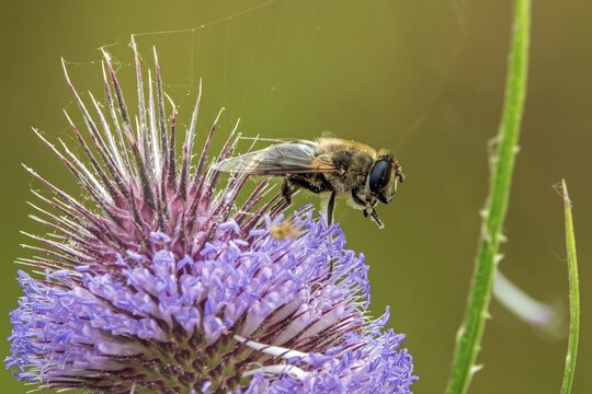 A dung bee (Eristalis tenax) perched on a flowering wild teasel (Dipsacus fullonum), close-up, Baden-W&uuml;rttemberg, Germany