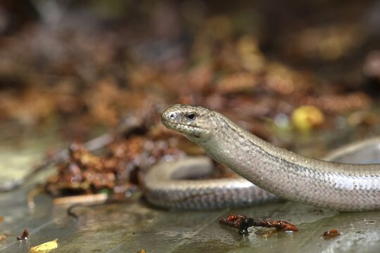 Slow worm (Anguis fragilis), Wilnsdorf, North Rhine-Westphalia, Germany