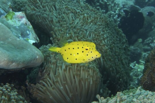 Bright yellow boxfish, juvenile yellow boxfish (Ostracion cubicus), swimming amongst dense coral formations, SD dive site, Nusa Ceningan, Nusa Penida, Bali, Indonesia
