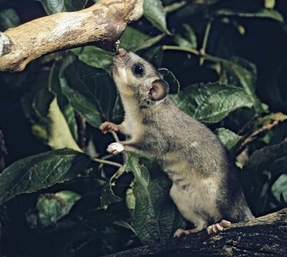Edible dormouse, fat dormouse, glis glis, rodents, rodentia, dormouse, bilche, bolt, dormice, dormouse, mammals, rodents, sleepers, summer, mixed fruit, buzzers, mammals