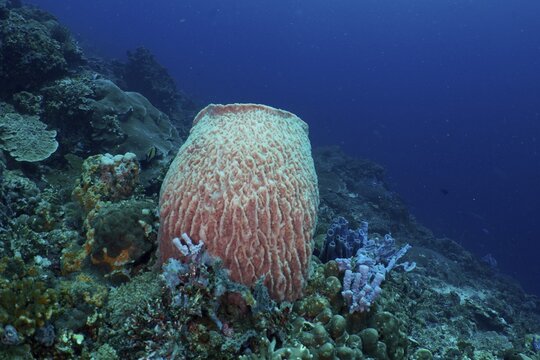 A large barrel sponge (Xestospongia testudinaria) stands in a coral reef at the SD dive site, Nusa Ceningan, Nusa Penida, Bali, Indonesia