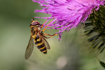 Hoverfly Feeding on Purple Flower 