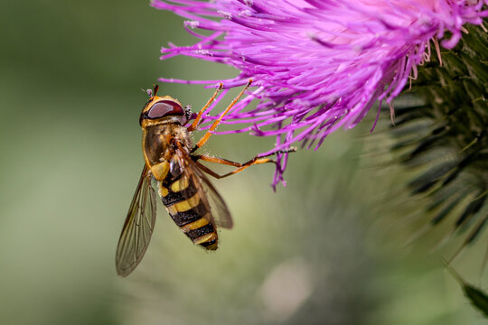 Hoverfly Feeding on Purple Flower 