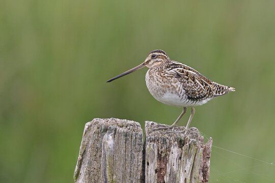 Snipe (Gallinago gallinago), standing on fence post of a pasture, on moorland, snipe birds, wildlife, nature photography, Ochsenmoor, Naturpark D&uuml;mmer See, H&uuml;de, Lower Saxony, Germany