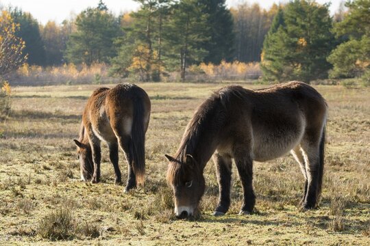 Equus ferus caballus, exmoor pony, Germany, Greiz, horse, odd-toed ungulates, perissodactyla, P&ouml;llwitzer Wald, Thuringia, grazing, domesticated animals, extensive grazing, pet, heather care, horses, house pet, mammals, horses, pony, mammals, unpaired ungulates