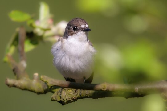 Ficedula hypoleuca, pied flycatcher, mourning snapper, mourning catcher, birds, passeri, songbirds, songbirds, birds
