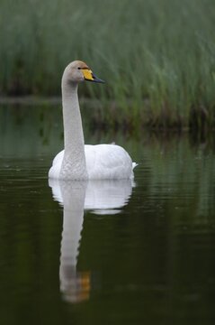 Cygnus Cygnus, Sweden, Singing Swan, Whooper Swan, Anatidae, Birds, Duckbirds, High Size, Portrait, Swan, Swans, Sweden, Birds, Waterbirds