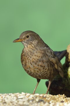 Blackbird (Turdus merula), female, at a feeder in the garden, Wilden, North Rhine-Westphalia, Germany