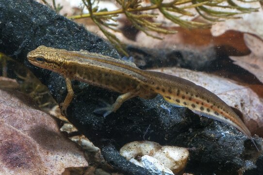 Threaded newt, Lissotriton helveticus, palmate newt, Triturus helveticus, amphibians, amphibians, caudata, amphibians, males, newts, newts, tailed amphibians, water newts