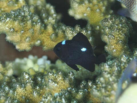 A small black fish with blue spots, three-spotted damselfish (Dascyllus trimaculatus), swimming among colourful corals, dive site Spice Reef, Penyapangan, Bali, Indonesia