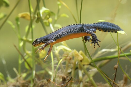 Alpine newt, mountain newt, ichthyosaura alpestris, mesotriton alpestris, triturus alpestris, amphibians, amphibians, amphibians, amphibians, amphibians, amphibians, amphibians, amphibians, amphibians, amphibians, amphibians, amphibians, amphibians, amphibians, amphibians, amphibians, amphibians, amphibians, amphibians, amphibians, amphibians, amphibians, amphibians, amphibians