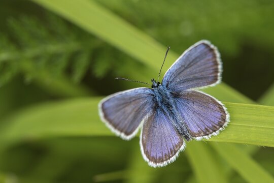 Damon blue, large esparset blue, polyommatus damon, striped blue, white dagger blue, butterfly, insects, butterfly, butterflies, butterflies