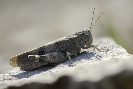 Acrididae, caelifera, field locusts, gomphocerinae, grasshoppers, short-feeler, Oedipoda germanica, red-winged wasteland scare, grasshoppers, grasshoppers, insects, red-winged grasshoppers, wasteland scare