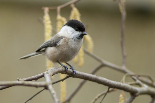 Parus montanus, poecile montanus, willow tit, birds, tit, passeri, songbirds, songbirds, tits, birds