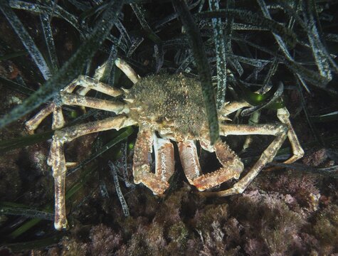 Brown European spider crab (Maja squinado) hiding under dense seagrass, Neptune grass (Posidonia oceanica), dive site Giens Peninsula, Mediterranean Sea, Porquerolles, Provence, C&ocirc;te d'Azur, France