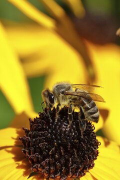 European honey bee (Apis mellifera), collecting nectar from a flower of yellow coneflower (Echinacea paradoxa), Wilden, North Rhine-Westphalia, Germany