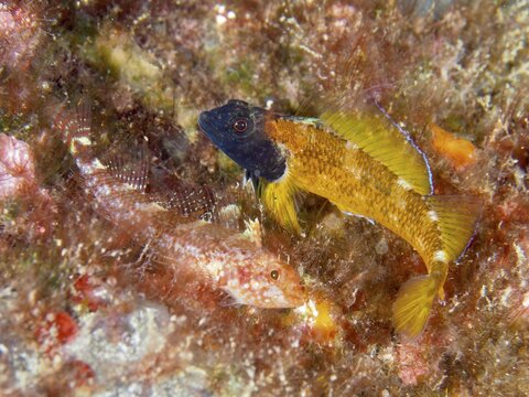 Two fish, Black-faced blenny (Tripterygion delaisi), a male and a female, hidden amongst the seaweed, one yellow and black in colour, dive site: Cap de Creus Marine Reserve, Rosas, Costa Brava, Spain, Mediterranean Sea