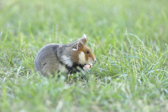 Field hamster (Cricetus cricetus), in a meadow, Vienna, Lower Austria, Austria