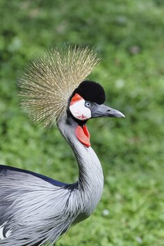 Crowned Crane (Balearica pavonina), portrait, captive, Herborn-Uckersdorf Zoo, Hesse, Germany