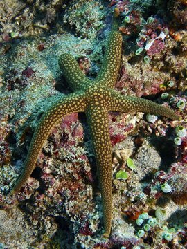 Orange-green starfish, New Caledonia starfish, yellow net starfish (Nardoa novaecaledoniae), on coral reef in the sea, dive site Toyapakeh, Nusa Ceningan, Nusa Penida, Bali, Indonesia