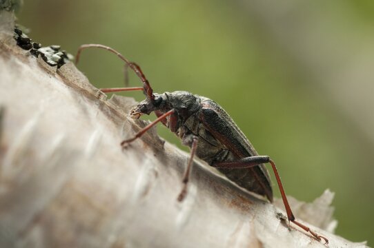 Finland, Oxymirus Cursor, Shoulder Longhorn Beetle, Toxotus Cursor, Beetle, Longhorn Beetle, Coleoptera, Female, Insects, Beetles, Female