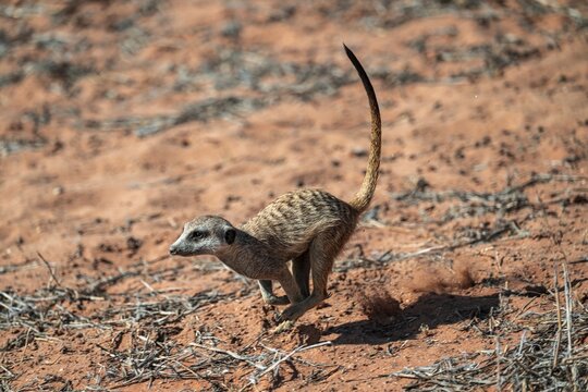 Running meerkat (Suricatta suricata), Kgalagadi Transfrontier Park, Northern Cape, South Africa