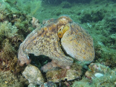 A Common Octopus (Octopus vulgaris) on an underwater rock, barely visible due to its camouflage, dive site: Cap de Creus Marine Reserve, Rosas, Costa Brava, Spain, Mediterranean Sea