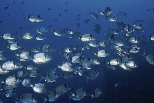 A school of silver fish, two-banded seabream (Diplodus vulgaris), swimming densely packed in the deep blue sea, dive site peninsula Giens, Mediterranean Sea, Porquerolles, Provence, C&ocirc;te d'Azur, France
