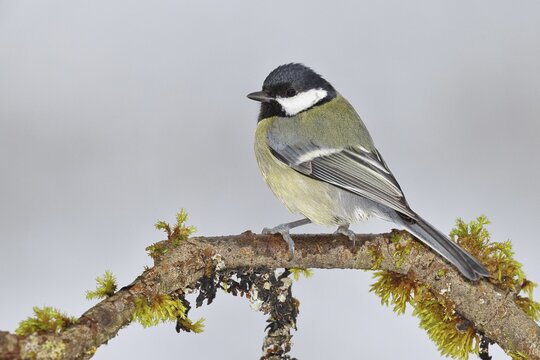 Great Tit (Parus major), sitting on a branch overgrown with moss and lichen, Wildlife, Animals, Birds, Tits, Wilnsdorf, North Rhine-Westphalia, Germany