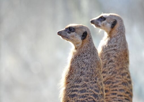 Meerkats (Suricata suricatta), captive, native to Africa, Stuttgart, Baden-W&uuml;rttemberg, Germany