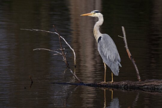 Grey heron (Ardea cinerea) standing on branch in water, Schleswig-Holstein, Germany