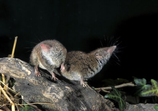 Crocidura Russula, Greater White-Toothed Shrew, House Shrew, Insectivora, Insectivora, Mammals, Shrew, Mammals