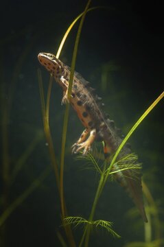 Lissotriton vulgaris, smooth newt, triturus vulgaris, amphibians, amphibians, high size, portrait format, amphibians, male