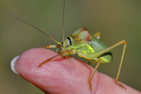 Steppe saddle grasshopper, Steppe saddle grasshopper (Ephippiger ephippiger), male, in a vineyard, on Viper's bugloss (Echium vulgare), with bokeh in the background, For size comparison on a finger of a human hand, Deciduous grasshopper, Long-fingered grasshopper, Red List of Germany, Specially Protected Species, Cochem, Moselle, Rhineland-Palatinate, Germany, critically endangered